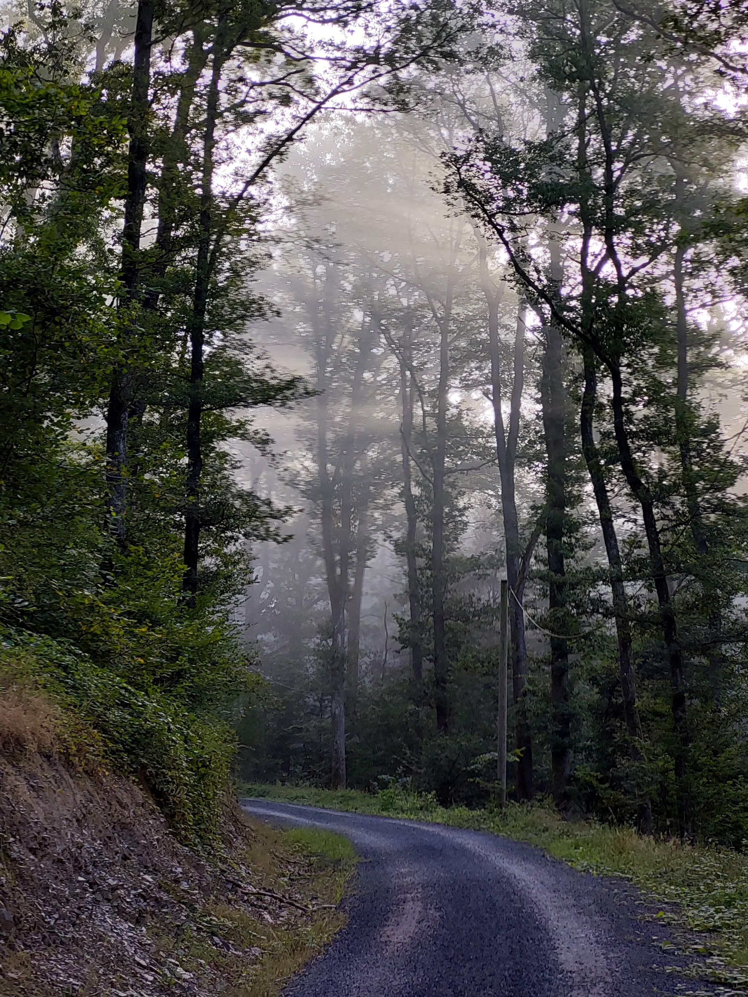Un chemin étroit et sinueux qui traverse une zone boisée, bordée de grands arbres et enveloppée d’une brume légère.