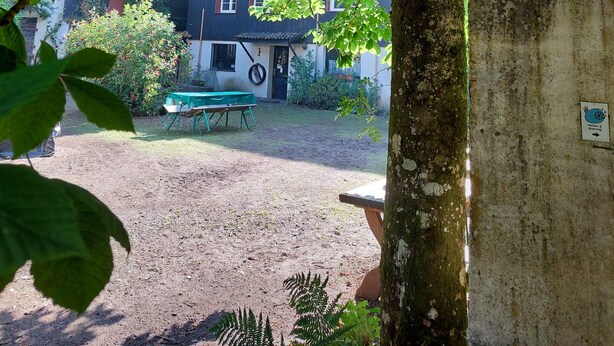 Een boom in een tuin, met een huis op de achtergrond.