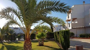 Un patio cuidado con palmeras, un seto ordenado y un camino pavimentado.