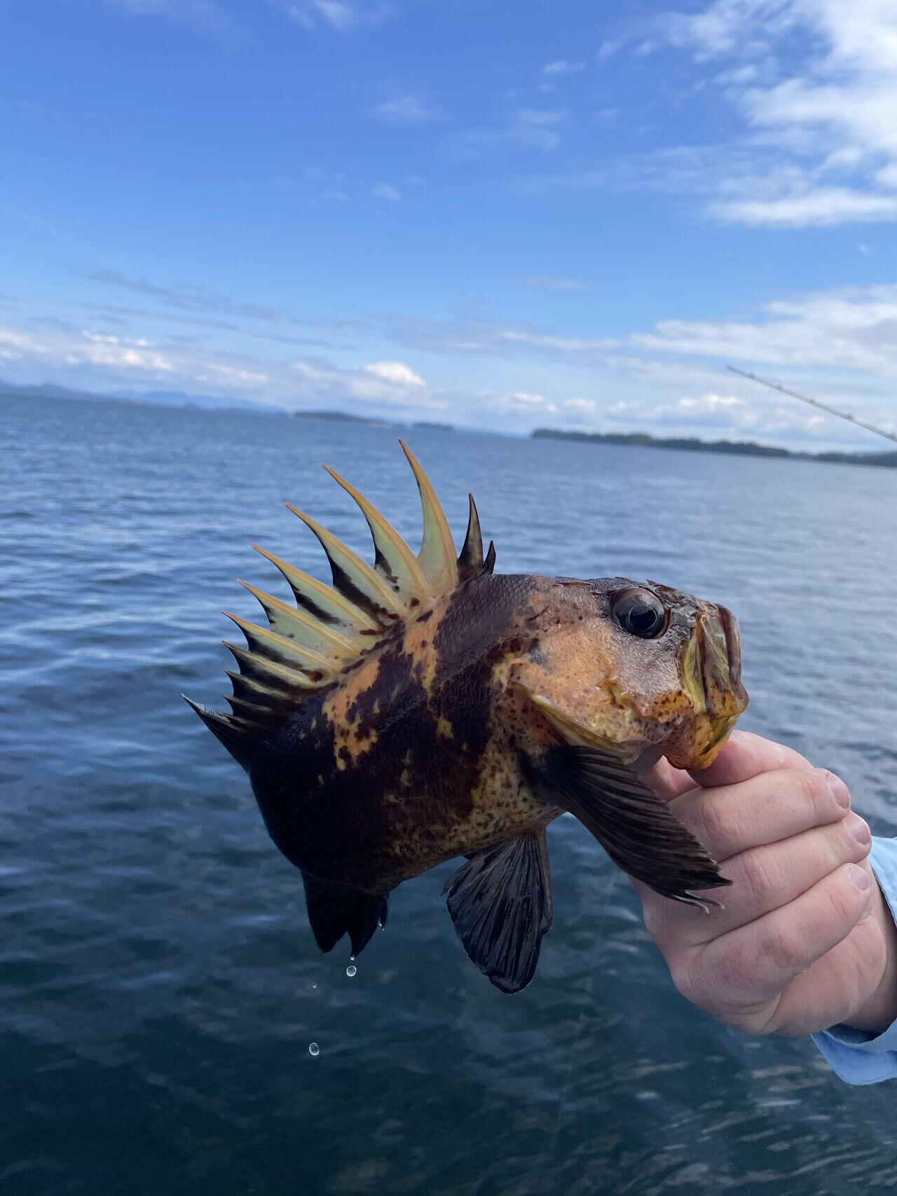Eine Person hält einen Fisch mit stacheliger Kopfbedeckung und Flossen vor ruhigem Wasser und blauem Himmel.