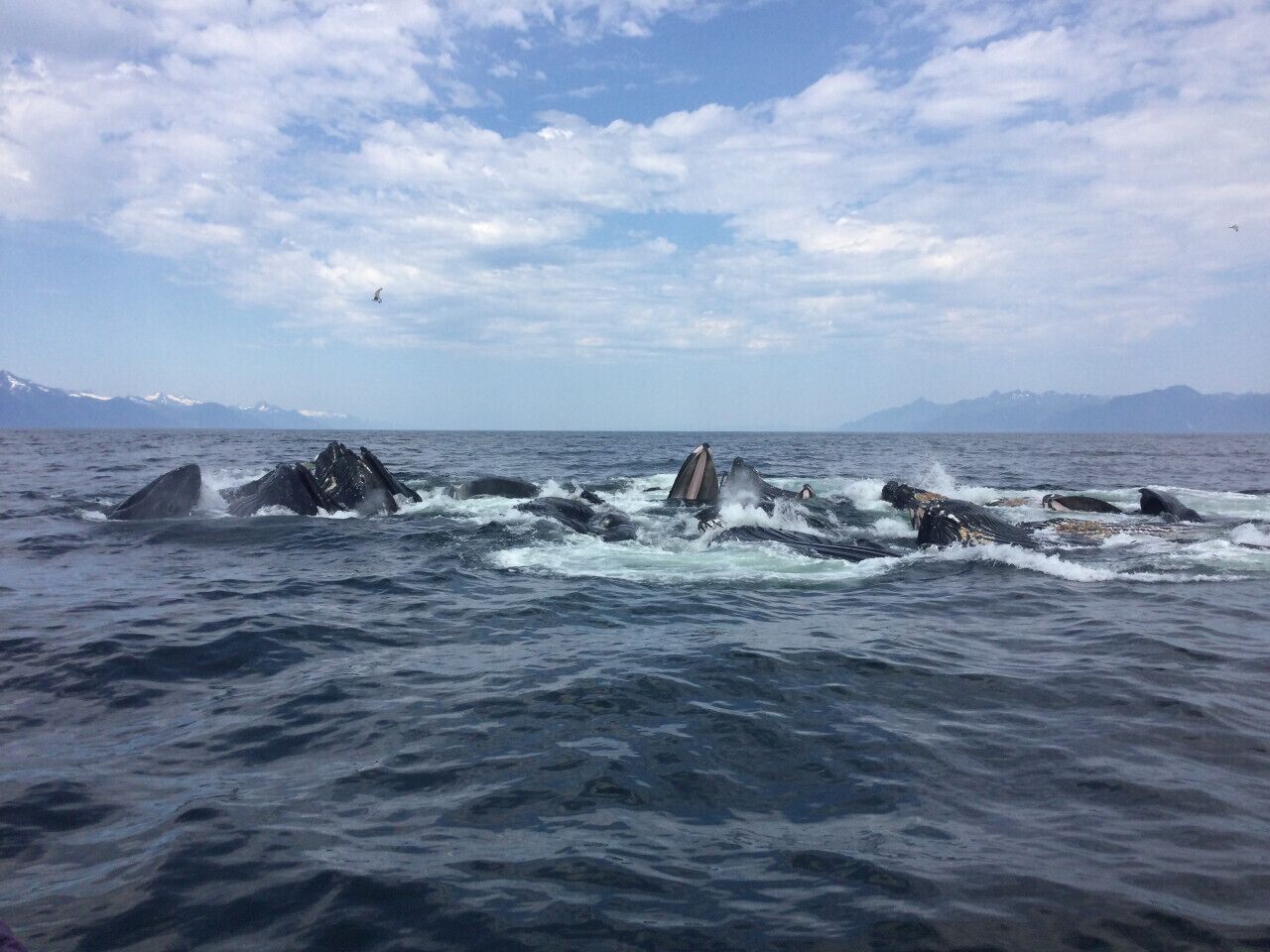 A whale breaching in the ocean with mountains in the background.