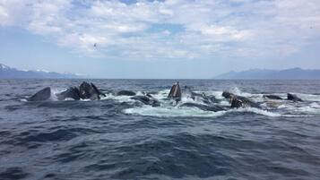 A whale breaching in the ocean with mountains in the background.