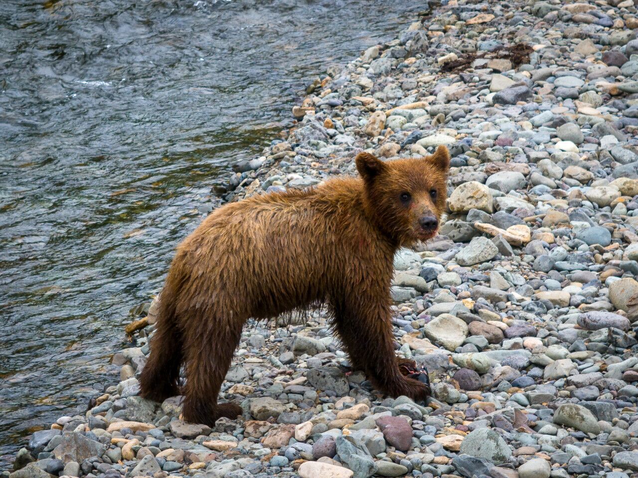 Ein Bär steht an einem felsigen Flussufer.