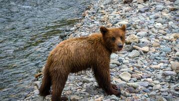 Ein Bär steht an einem felsigen Flussufer.