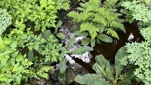 A forest stream with dense greenery and trees. - Gorgeous Views, Cozy Luxury 209 (Juneau)