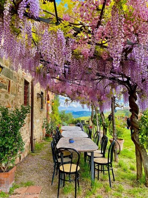 An outdoor dining area with tables and chairs under a pergola covered with purple flowers. - Agriturismo I Pitti (Serravalle Pistoiese)