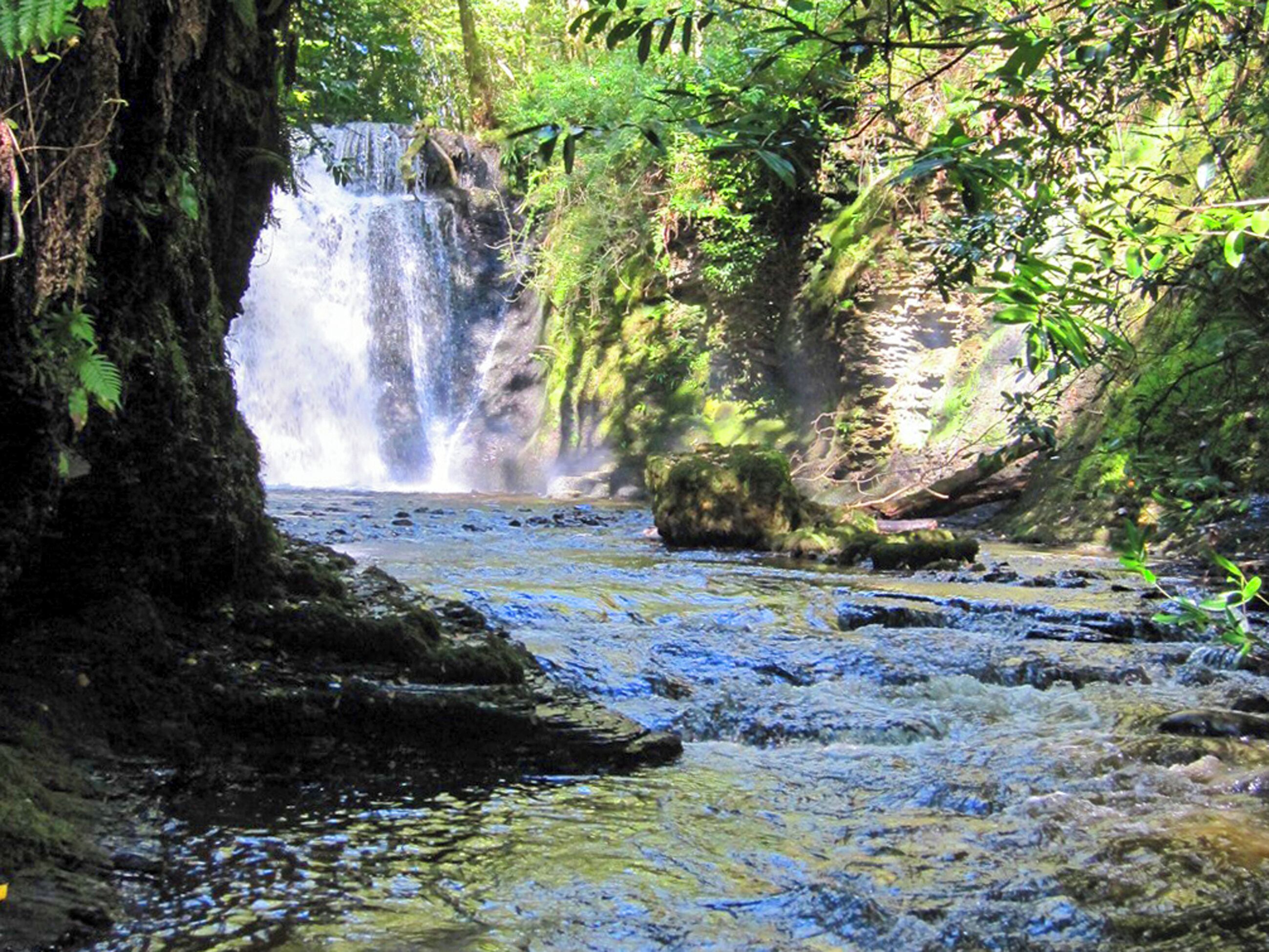 A waterfall in a forested area with a rocky stream.
