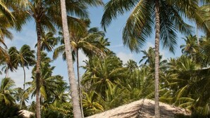 A small, single-story structure with a thatched roof, surrounded by palm trees and grass. - Ponta Village - Paradise in Maragogi - Cottage 01 (Maragogi)