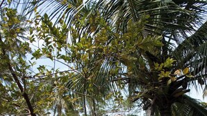 A small house with a tiled roof, surrounded by a grassy lawn and palm trees. - Ponta Village - Paradise in Maragogi - Cottage 02 (Maragogi)