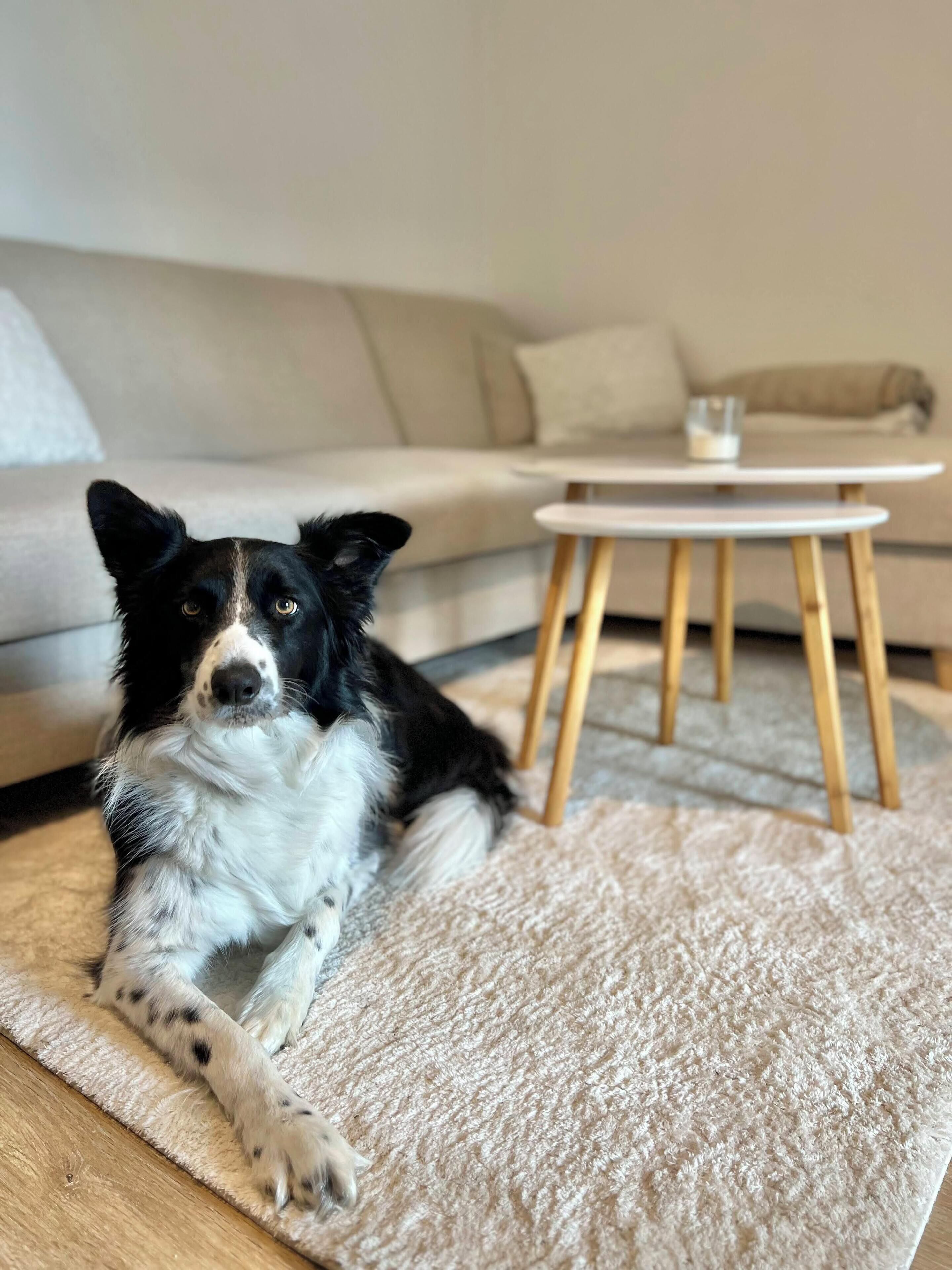 Smart-tv, pejs, videospil, dvd-afspiller