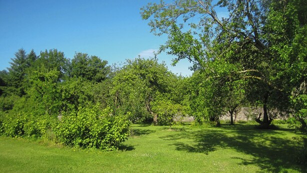 Ein üppiger, grüner Park mit verschiedenen Bäumen und blauem Himmel.