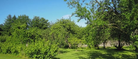 Ein üppiger, grüner Park mit verschiedenen Bäumen und blauem Himmel.