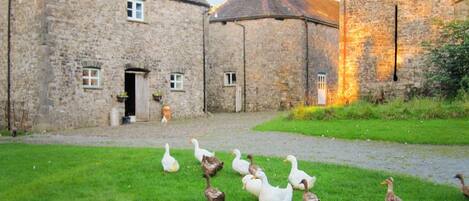 Un edificio de piedra con un patio cubierto de césped y patos.