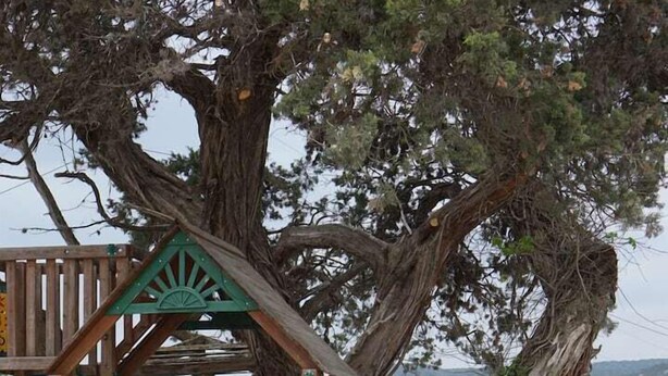 Una estructura de madera para jugar con un tobogán y escalones para trepar.