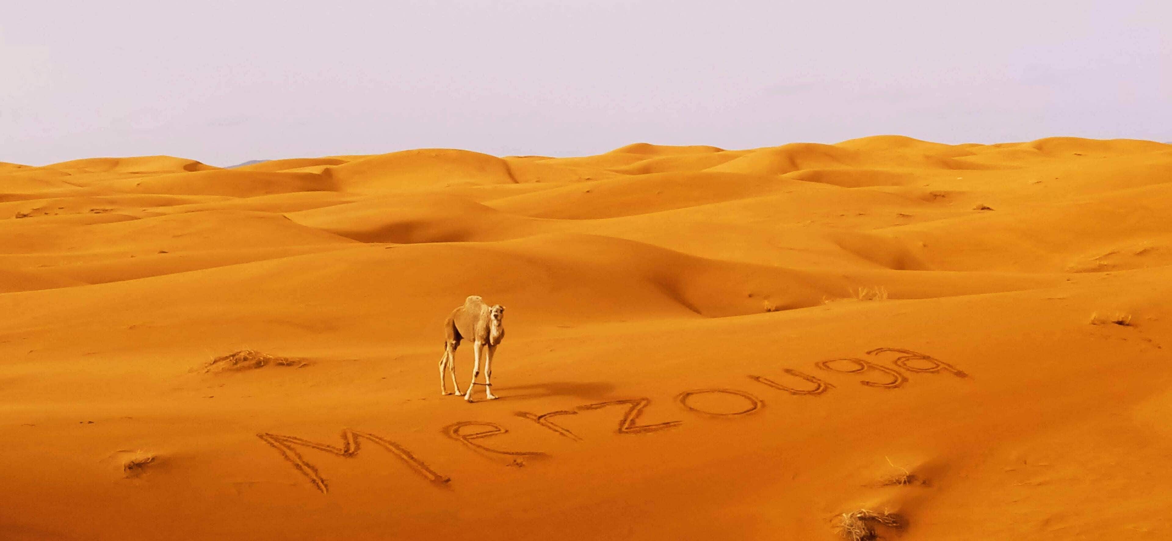 Premium bedding, down comforters, memory foam beds, bed sheets