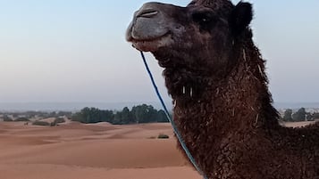 Outdoor wedding area