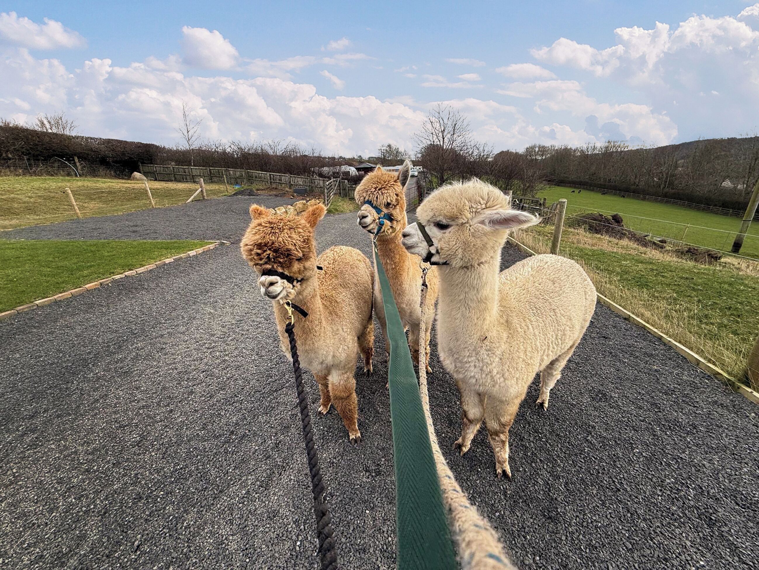 Three alpacas standing on a paved path with a green fence in the background.