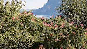 A tree with pink flowers in a grassy area with mountains in the background. - SEVRIER, Maison , VUE Panoramique sur le lac et montagnes, 8pers (Sévrier)