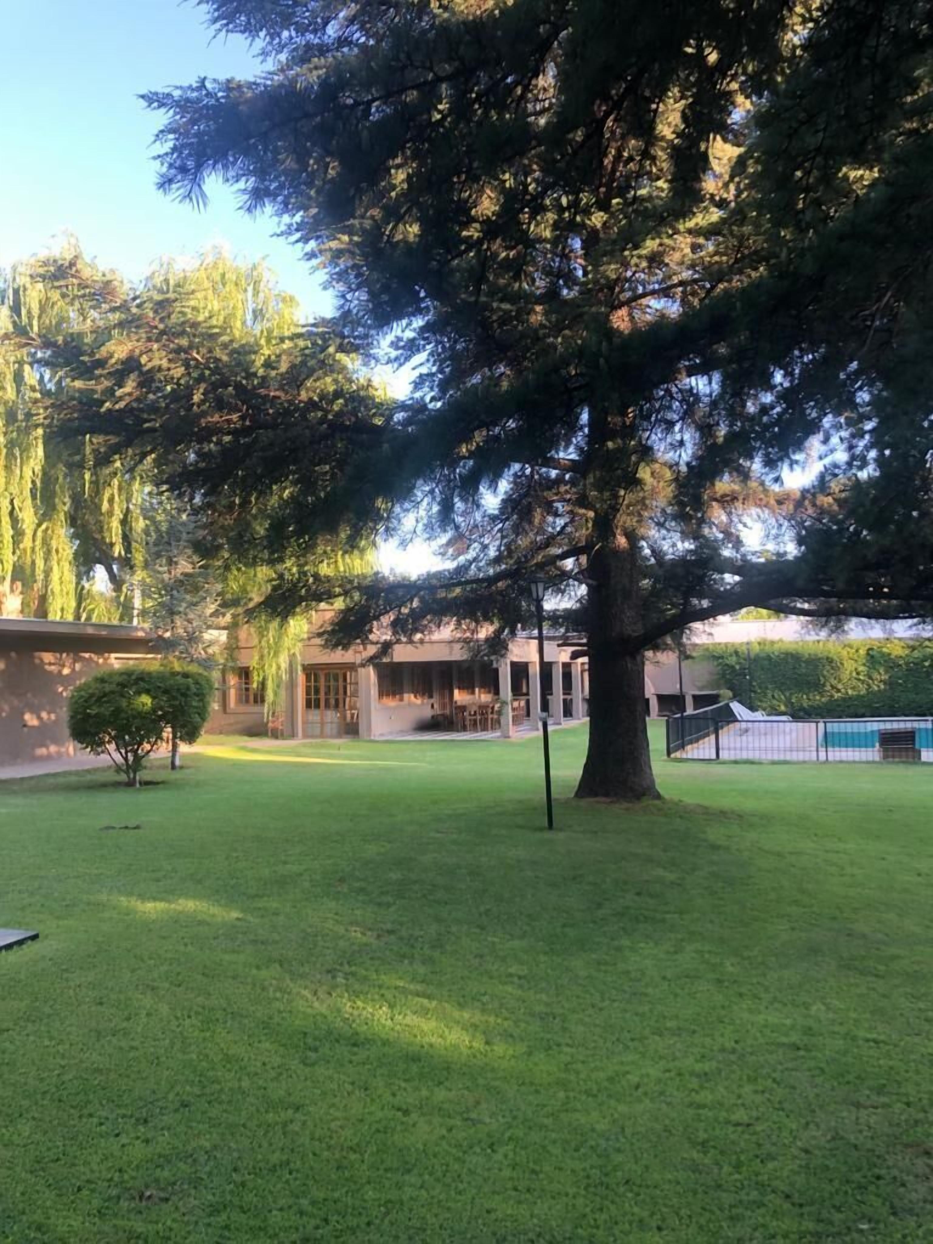 Un espacio cubierto de césped con un árbol grande, un arbusto pequeño y un edificio al fondo.