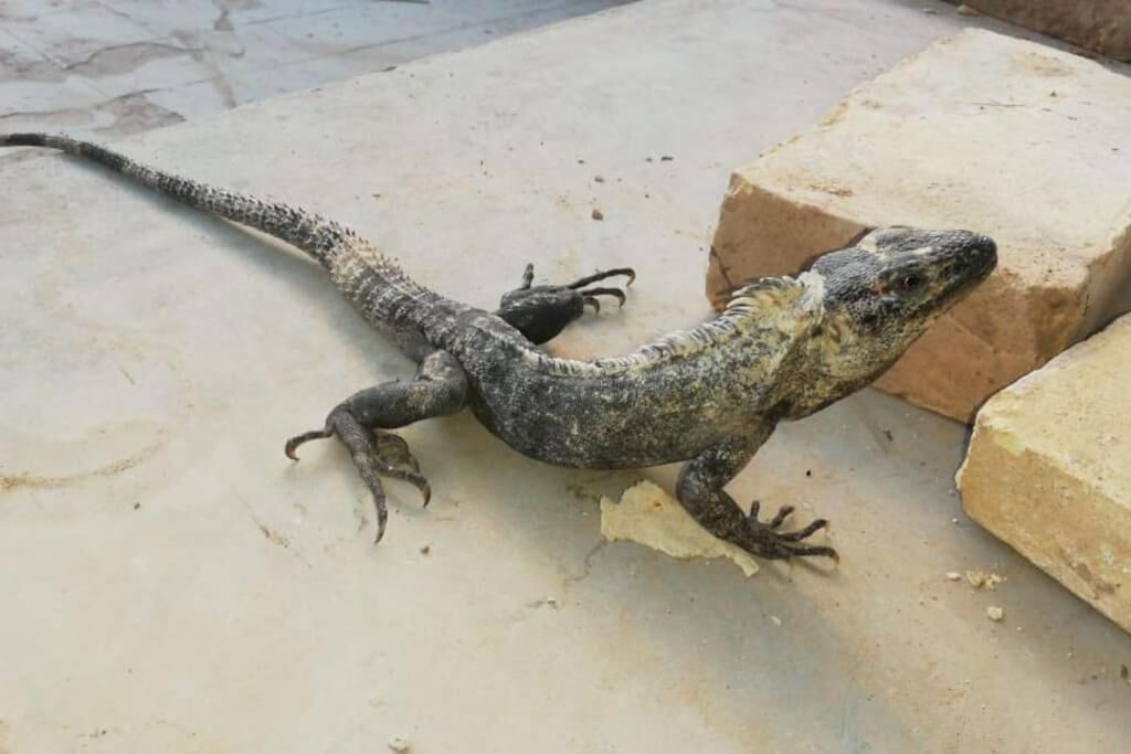 Un lucertola su una superficie in cemento, con un blocco di pietra nelle vicinanze.