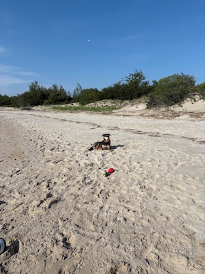 A sandy beach with a dog and a red ball. - Cozy, open-concept, Parker River House. Waterfront, boat slip, pet-friendly! (Newbury)