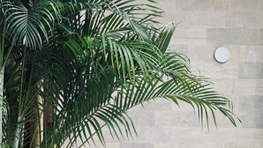 A modern living room with a large potted plant, a light-colored sofa, and wooden round tables. - Plawa Laguna Bali (Pererenan)