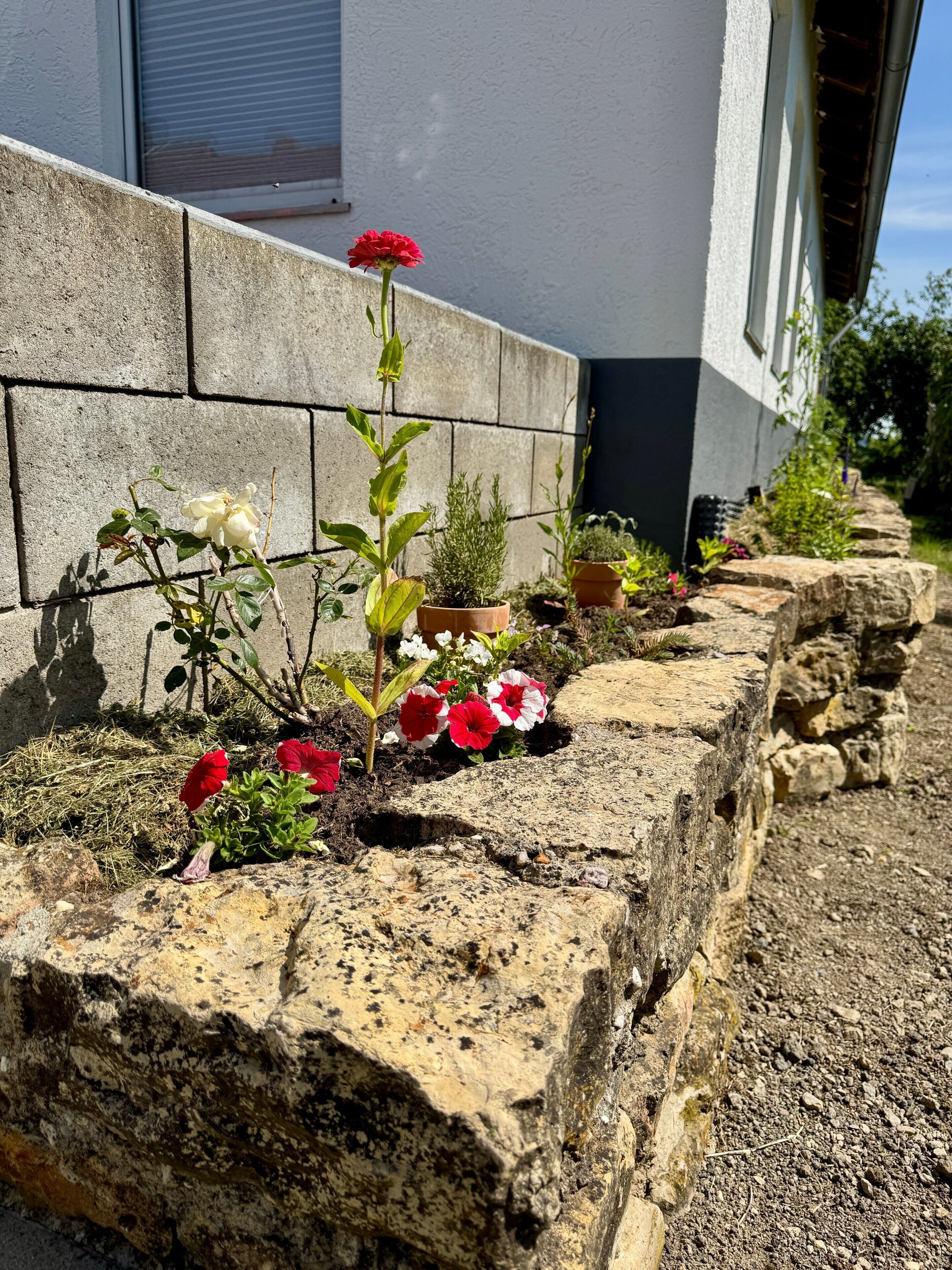 Un parterre con diversas plantas y flores, un muro de piedra y un edificio con ventana y puerta.
