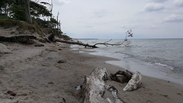 A beach with a fallen tree, sandy shore, and calm sea. - 'Haus Windroos' with Private Terrace, Garden, and Wi-Fi (Zingst)