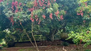 A garden with a dirt path, green grass, and a tree with red fruits.