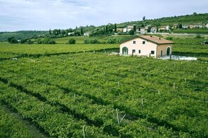 Miscellaneous - Igino Farmhouse: Double Room with Disabled Access  (Negrar of Valpolicella)