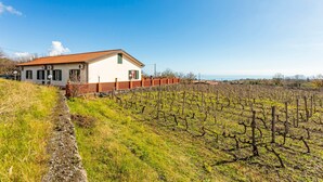 A vineyard with rows of grapevines and a house with a red roof and white walls.