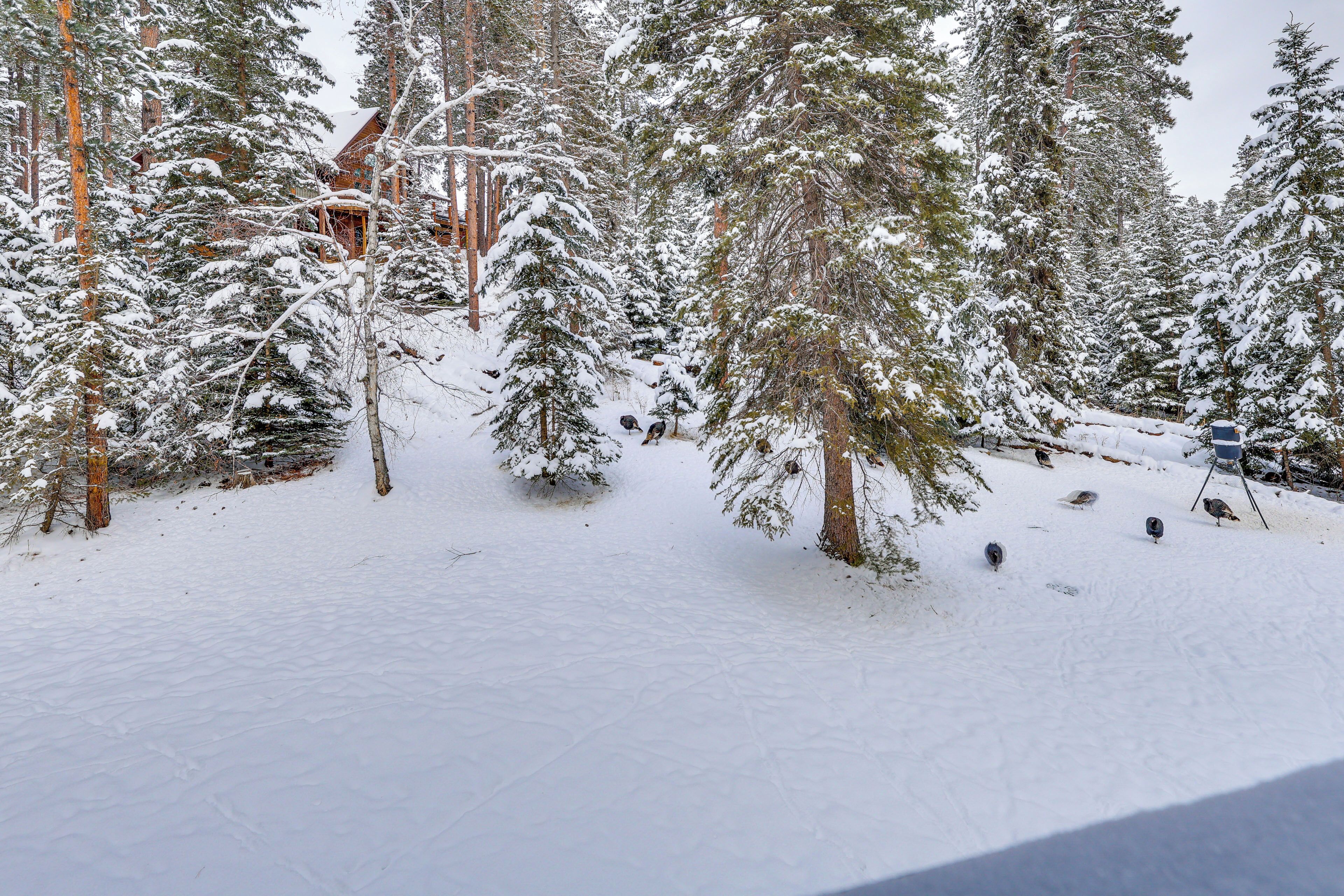 A snow-covered forest with a cabin and a chair in the foreground.