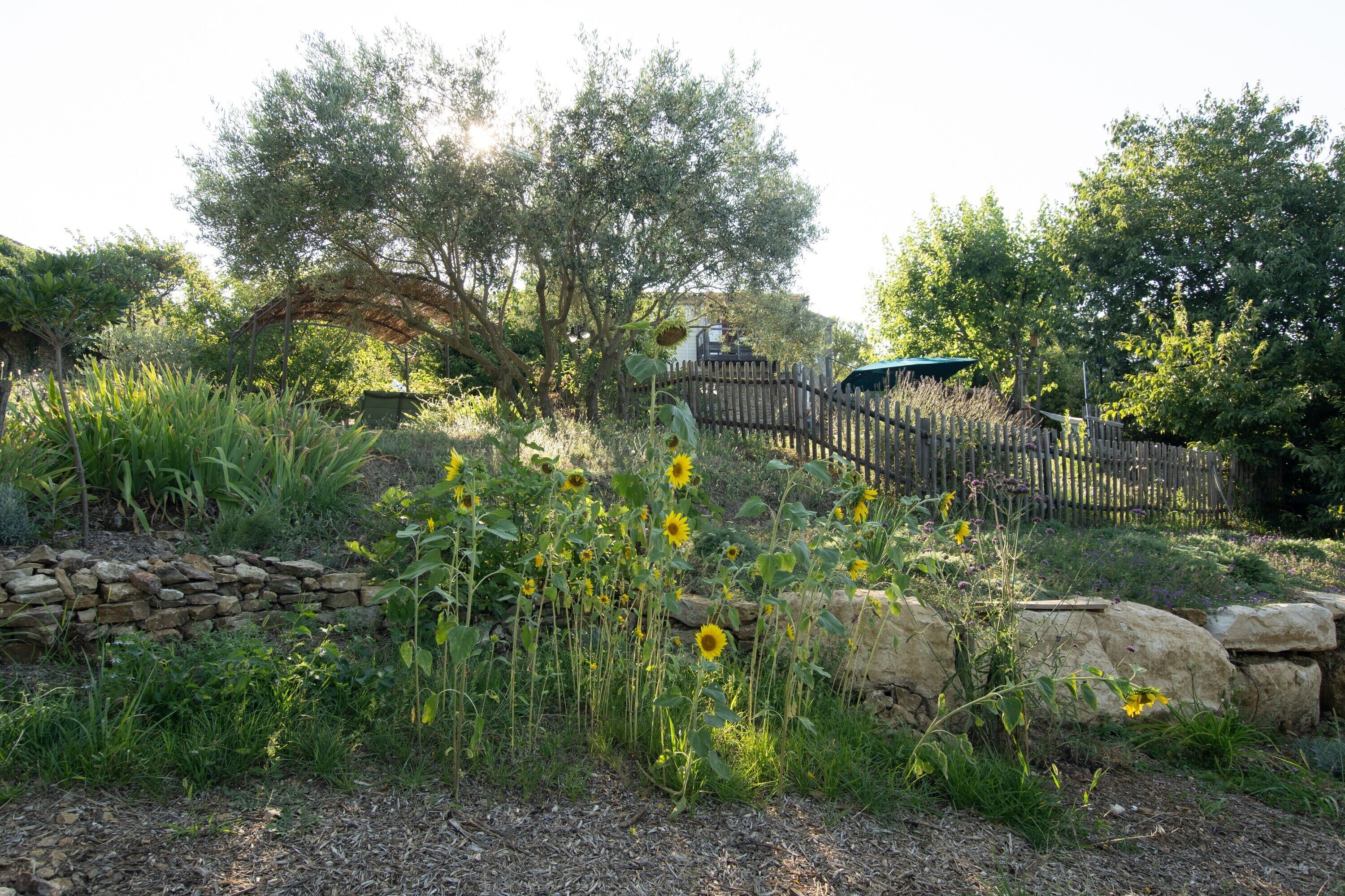 A garden with a stone wall, sunflowers, and a wooden fence.