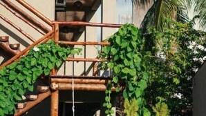 A modern building with a bamboo staircase, lush greenery, and a palm tree.