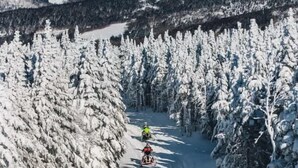 Un bosque cubierto de nieve con cielo despejado.