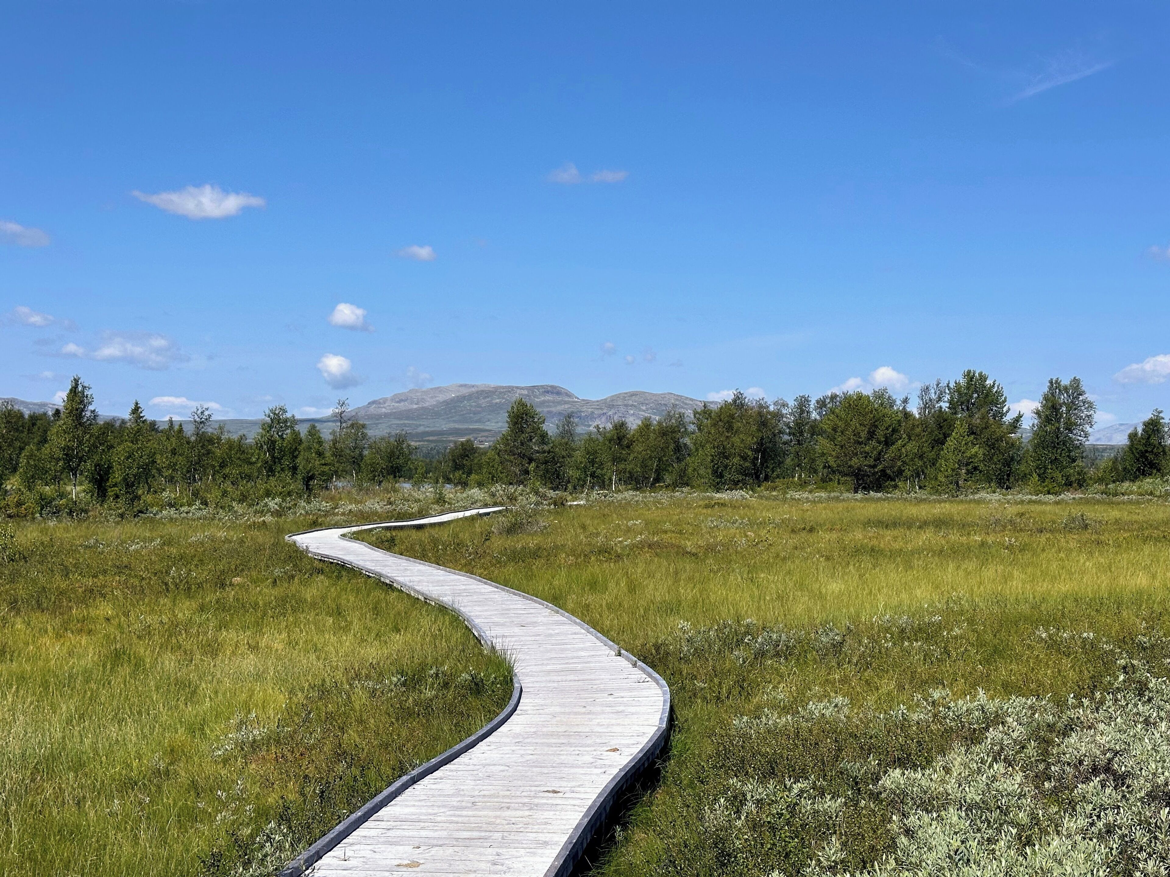 Une promenade en bois sinueuse traverse un champ herbeux, avec des arbres et une montagne en arrière-plan.