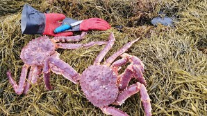 A crab on a bed of seaweed with a red glove and a black tool nearby. - Åtte Årstider Lodge (South Varanger)