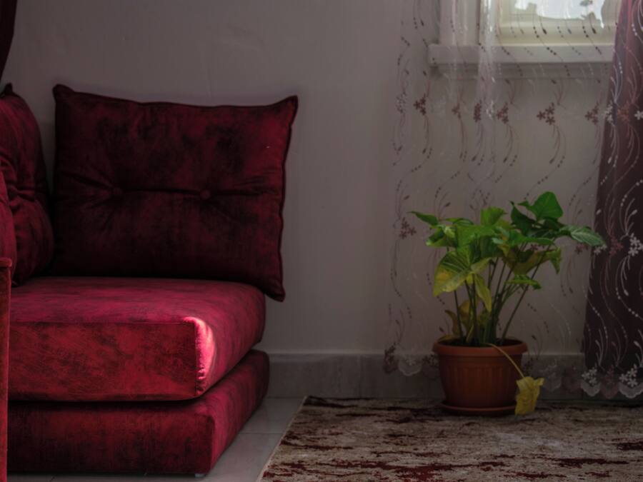 A red velvet sofa with matching cushions, a potted plant, and a patterned rug in a room with a window and floral curtains.