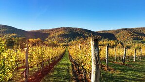 A vineyard with rows of grapevines and a clear blue sky. - Afton Mountain Vineyards (Afton)