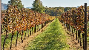 A vineyard with rows of grapevines extending into the distance, bordered by a grassy path. - Afton Mountain Vineyards (Afton)