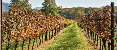 Viñedo con hileras de vides que se extienden hasta el horizonte, bordeado por un sendero cubierto de césped.