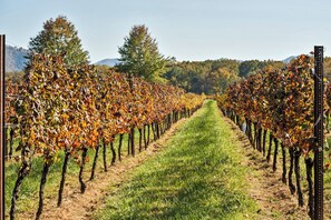 Ein Weinberg mit Reihen von Weinreben, die sich in die Ferne erstrecken, begrenzt durch einen grasbewachsenen Weg.