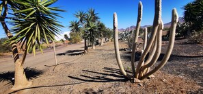 A desert landscape with cacti and a dirt road.