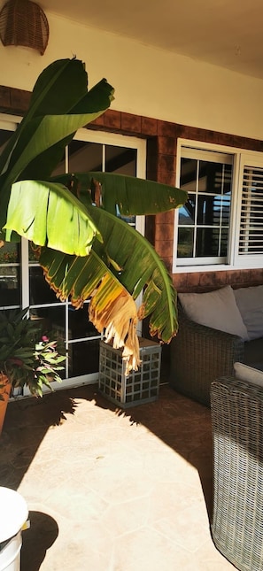 A patio area with a large banana plant, wicker furniture, and a potted plant.