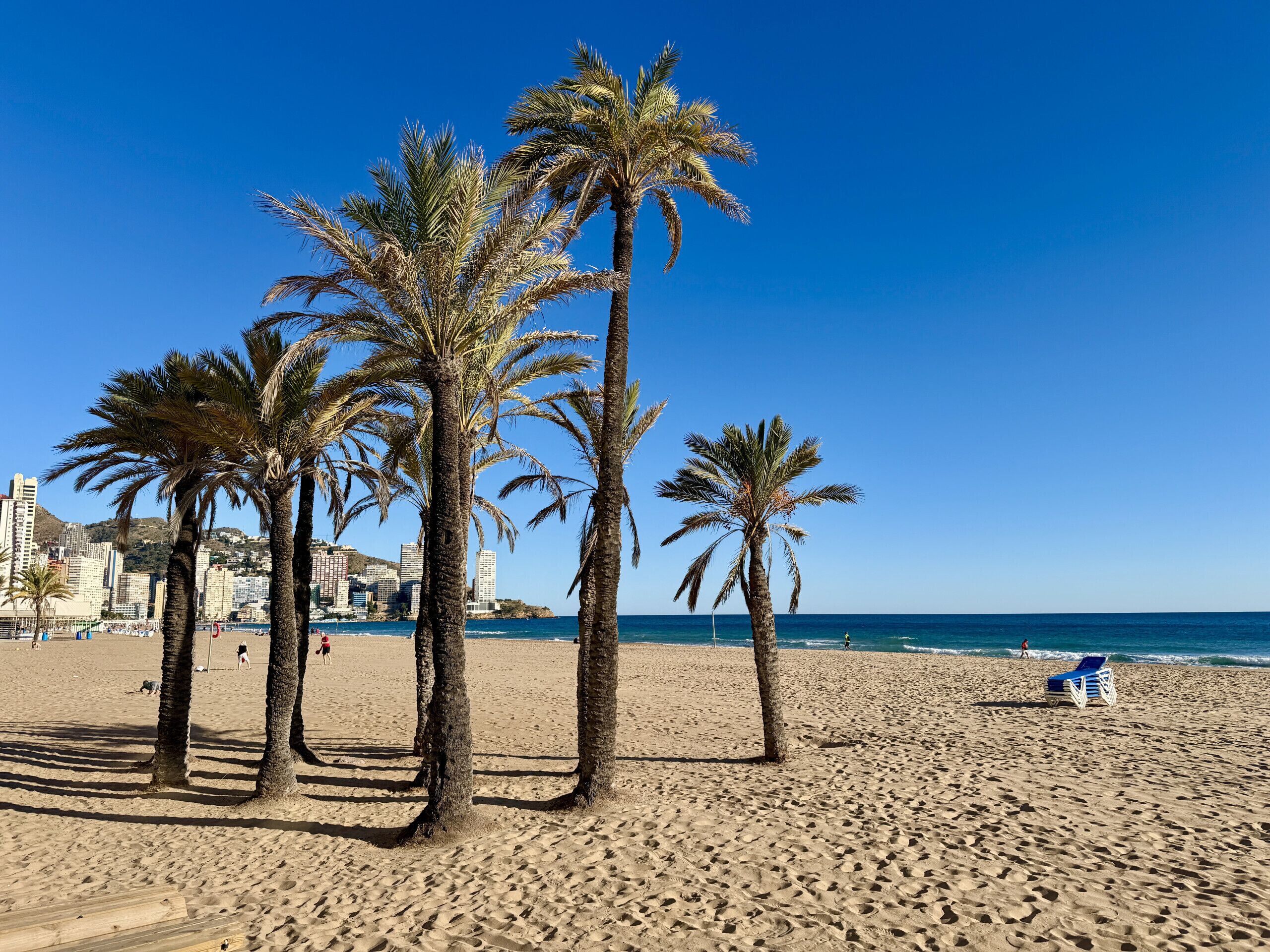 Ein sandiger Strand mit Palmen und einem klaren, blauen Himmel.