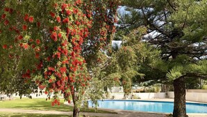 Uma área de piscina com uma árvore florida em vermelho, uma piscina azul límpida e um gramado bem cuidado.