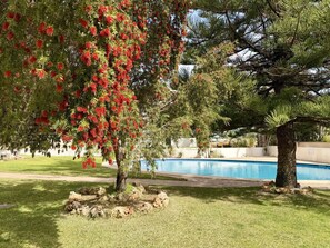 Ein Poolbereich mit einem Baum, der rote Blüten trägt, einem klaren blauen Pool und einem gepflegten Rasen.