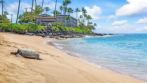 Una platja amb una tortuga, palmeres i un edifici amb vistes a l'oceà.