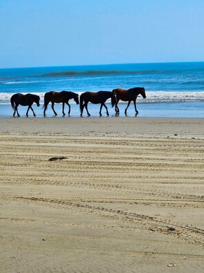Beach - Have Loads of Fun at Oceanside Cottage in Corolla! Start your vacation now! (Corolla)
