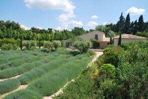 Property grounds - Holiday rental with pool MAUSSANE LS1-226 (Maussane-les-Alpilles)